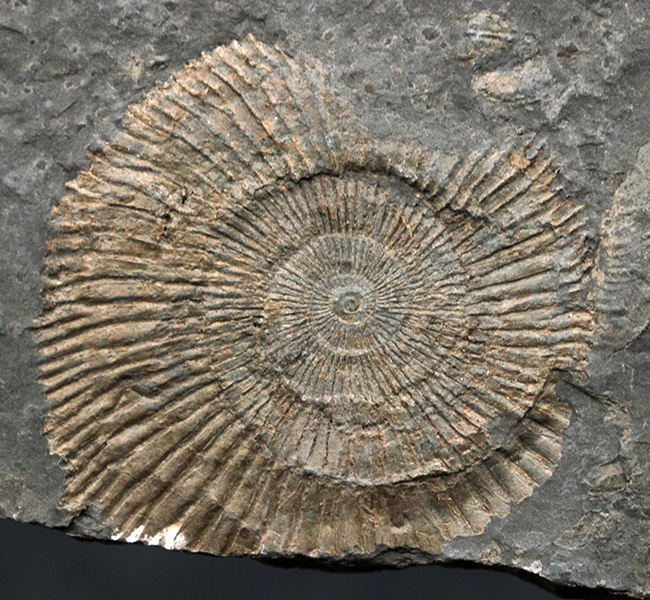 黒ジュラ！ドイツ・ホルツマーデンを代表する化石の一つ、ダクチリオセラス（Dactylioceras）（その6）