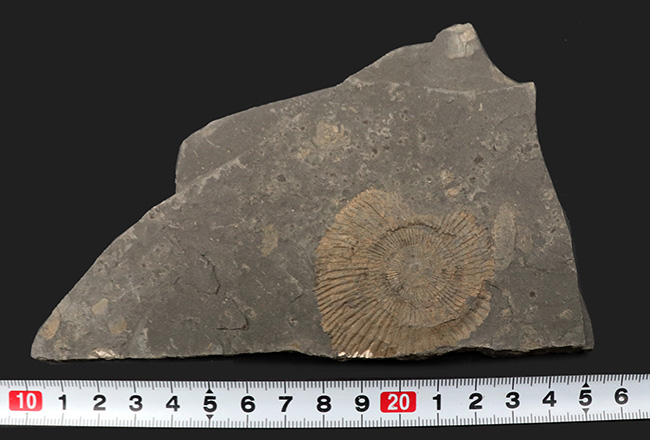 黒ジュラ！ドイツ・ホルツマーデンを代表する化石の一つ、ダクチリオセラス（Dactylioceras）（その7）
