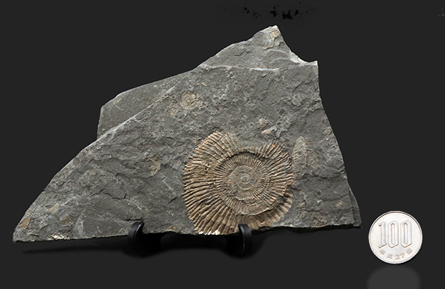 黒ジュラ！ドイツ・ホルツマーデンを代表する化石の一つ、ダクチリオセラス（Dactylioceras）（その8）
