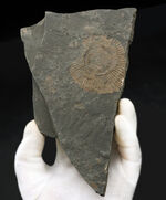 黒ジュラ！ドイツ・ホルツマーデンを代表する化石の一つ、ダクチリオセラス（Dactylioceras）