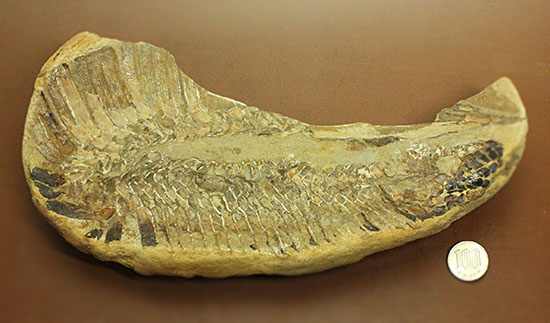 魚体をぐるりと折り曲げた白亜紀の魚化石。ブラジル産。（その10）