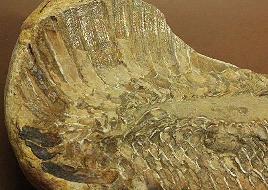 魚体をぐるりと折り曲げた白亜紀の魚化石。ブラジル産。（その2）