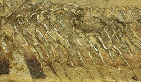 魚体をぐるりと折り曲げた白亜紀の魚化石。ブラジル産。（その3）