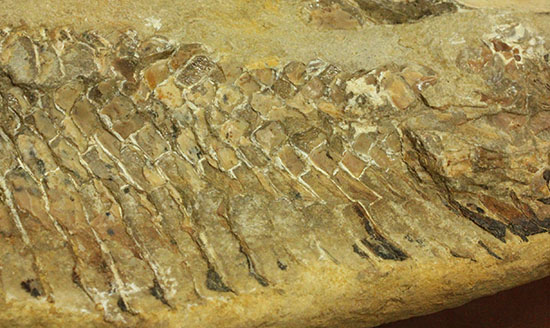 魚体をぐるりと折り曲げた白亜紀の魚化石。ブラジル産。（その4）