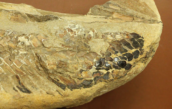 魚体をぐるりと折り曲げた白亜紀の魚化石。ブラジル産。（その5）
