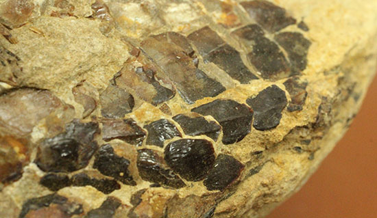 魚体をぐるりと折り曲げた白亜紀の魚化石。ブラジル産。（その6）