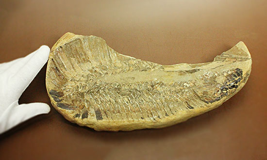 魚体をぐるりと折り曲げた白亜紀の魚化石。ブラジル産。（その7）