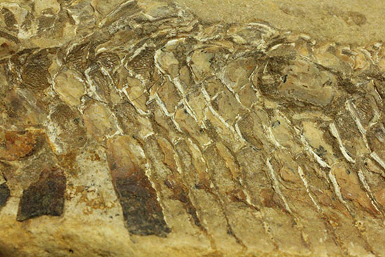 魚体をぐるりと折り曲げた白亜紀の魚化石。ブラジル産。（その8）