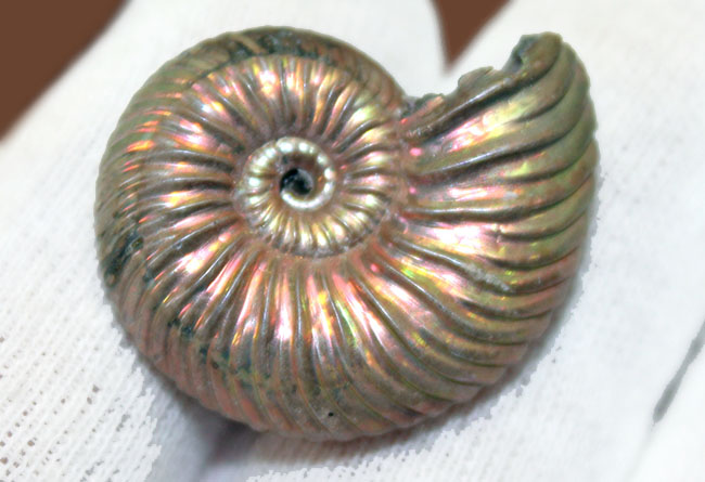 金属光沢と遊色を併せ持つ見事な逸品、ロシア産遊色アンモナイト