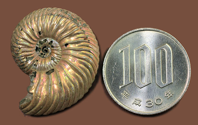 金属光沢と遊色を併せ持つ見事な逸品、ロシア産遊色アンモナイト