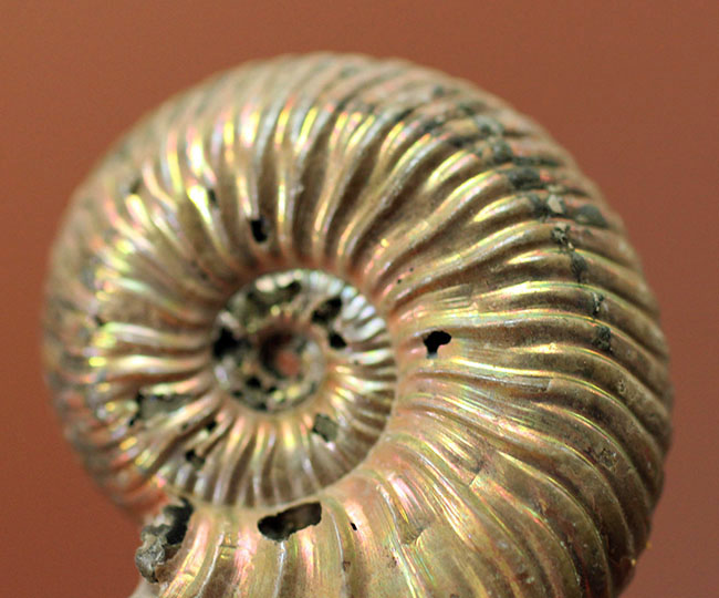 アンモナイト [AM356] クエンステッドトセラス クエンスッテッドセラス（Quenstedtoceras)