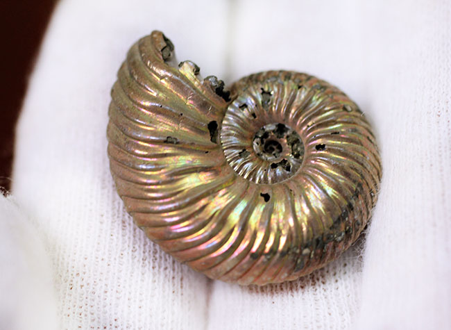金属光沢と遊色を併せ持つ見事な逸品、ロシア産遊色アンモナイト