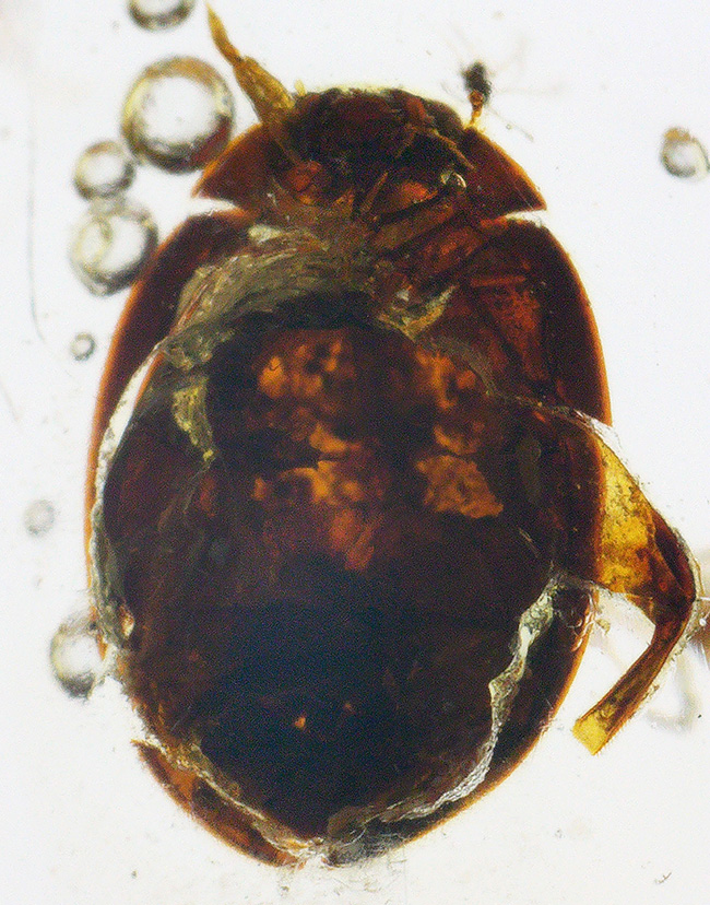 超特大!最長部176ミリに達する巨大なの虫入りコーパル(Copal)化石。100万年前のクモ、甲虫、羽虫・・・数十匹の虫を内包した虫満載標本です(その1)