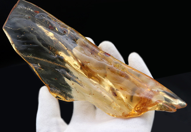超特大!最長部176ミリに達する巨大なの虫入りコーパル(Copal)化石。100万年前のクモ、甲虫、羽虫・・・数十匹の虫を内包した虫満載標本です(その10)