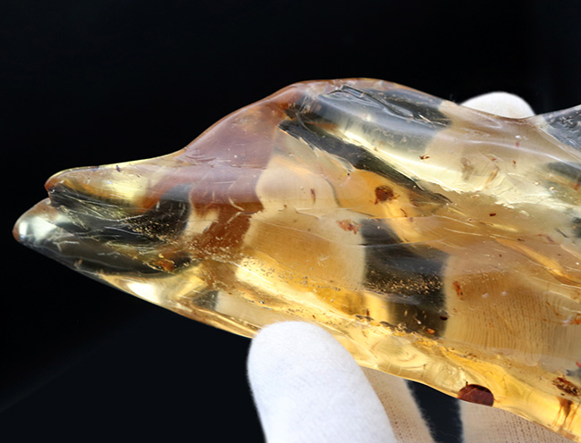 超特大!最長部176ミリに達する巨大なの虫入りコーパル(Copal)化石。100万年前のクモ、甲虫、羽虫・・・数十匹の虫を内包した虫満載標本です(その11)