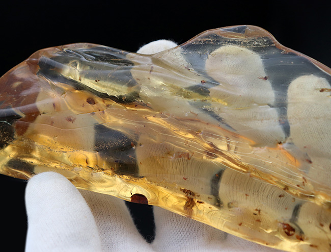 超特大!最長部176ミリに達する巨大なの虫入りコーパル(Copal)化石。100万年前のクモ、甲虫、羽虫・・・数十匹の虫を内包した虫満載標本です(その12)