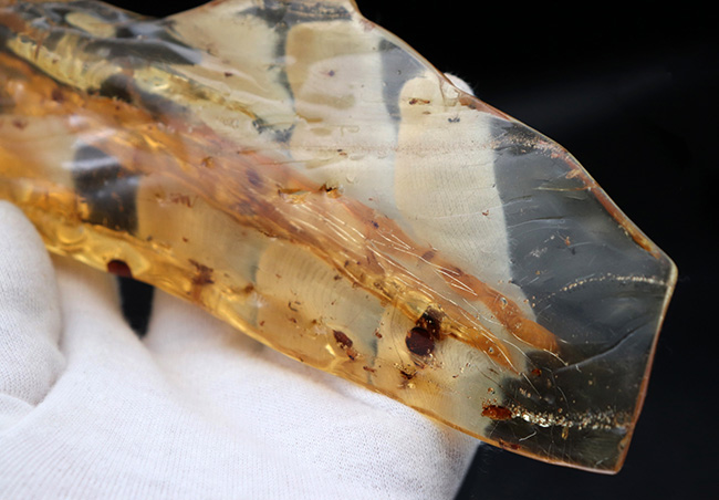 超特大!最長部176ミリに達する巨大なの虫入りコーパル(Copal)化石。100万年前のクモ、甲虫、羽虫・・・数十匹の虫を内包した虫満載標本です(その13)