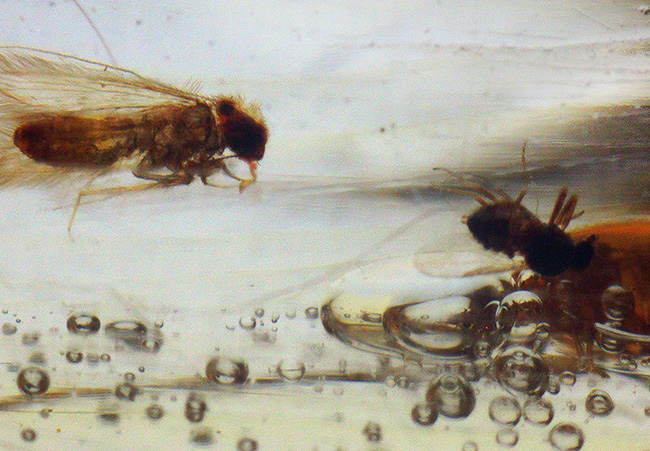 超特大!最長部176ミリに達する巨大なの虫入りコーパル(Copal)化石。100万年前のクモ、甲虫、羽虫・・・数十匹の虫を内包した虫満載標本です(その14)