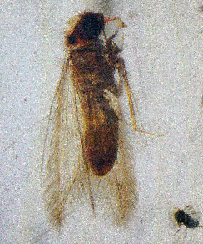 超特大!最長部176ミリに達する巨大なの虫入りコーパル(Copal)化石。100万年前のクモ、甲虫、羽虫・・・数十匹の虫を内包した虫満載標本です(その16)