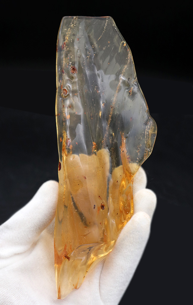 超特大!最長部176ミリに達する巨大なの虫入りコーパル(Copal)化石。100万年前のクモ、甲虫、羽虫・・・数十匹の虫を内包した虫満載標本です(その2)