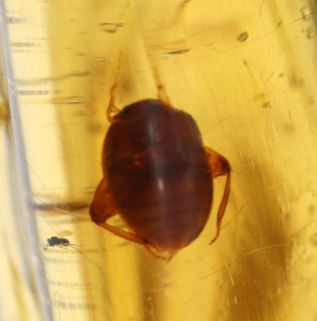 超特大!最長部176ミリに達する巨大なの虫入りコーパル(Copal)化石。100万年前のクモ、甲虫、羽虫・・・数十匹の虫を内包した虫満載標本です(その4)