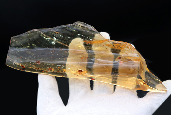 超特大!最長部176ミリに達する巨大なの虫入りコーパル(Copal)化石。100万年前のクモ、甲虫、羽虫・・・数十匹の虫を内包した虫満載標本です(その5)