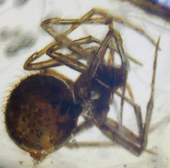 超特大!最長部176ミリに達する巨大なの虫入りコーパル(Copal)化石。100万年前のクモ、甲虫、羽虫・・・数十匹の虫を内包した虫満載標本です(その6)