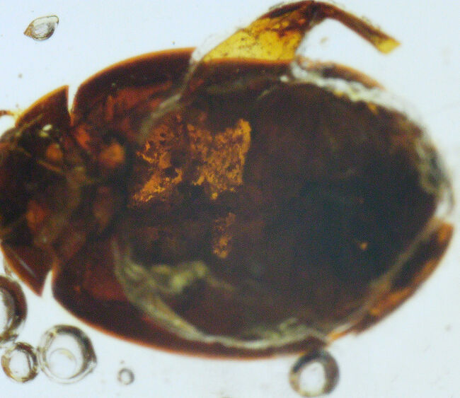 超特大!最長部176ミリに達する巨大なの虫入りコーパル(Copal)化石。100万年前のクモ、甲虫、羽虫・・・数十匹の虫を内包した虫満載標本です(その7)