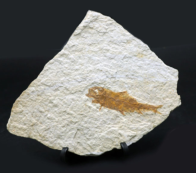 米国ワイオミング州を代表する絶滅古代魚、ナイティア（Knightia）の化石（その1）
