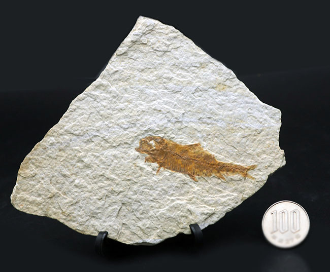 米国ワイオミング州を代表する絶滅古代魚、ナイティア（Knightia）の化石（その10）