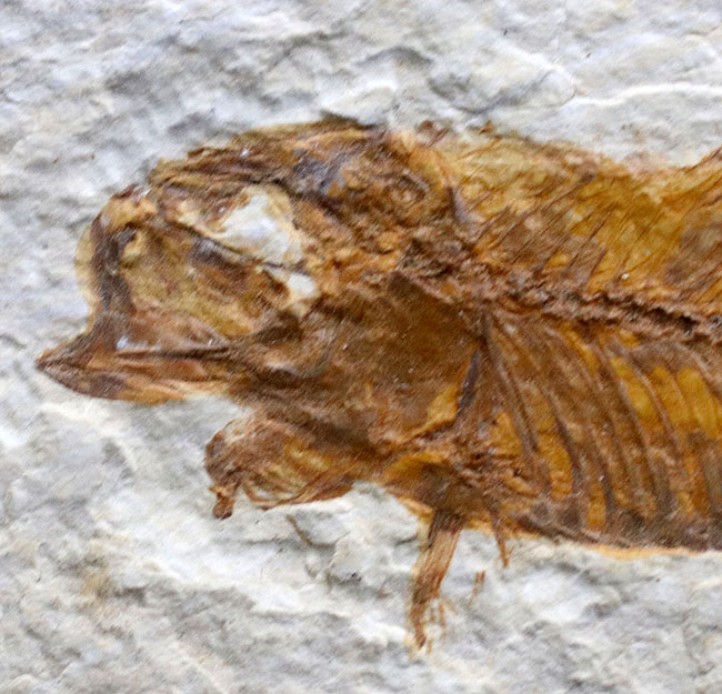 米国ワイオミング州を代表する絶滅古代魚、ナイティア（Knightia）の化石（その2）
