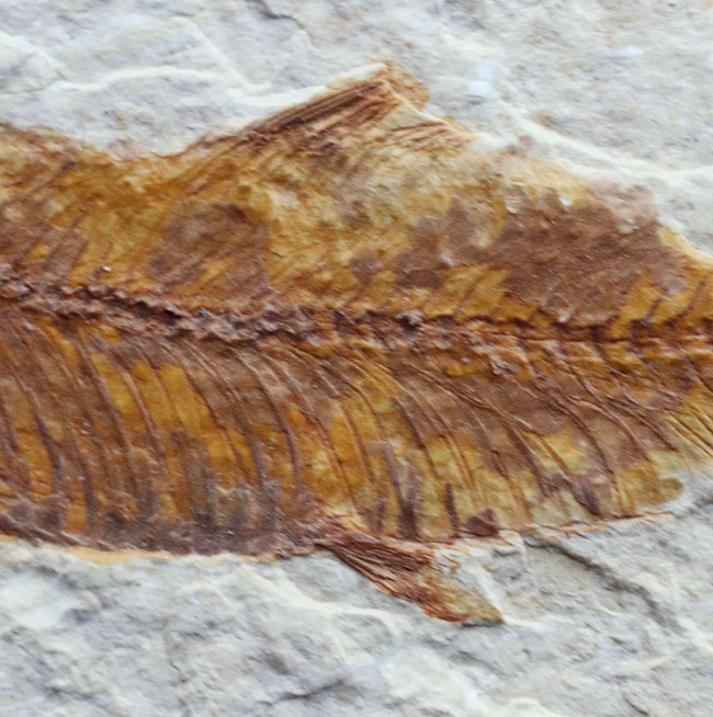 米国ワイオミング州を代表する絶滅古代魚、ナイティア（Knightia）の化石（その3）