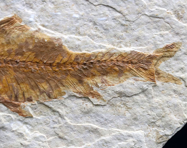 米国ワイオミング州を代表する絶滅古代魚、ナイティア（Knightia）の化石（その4）