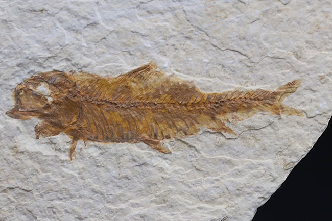 米国ワイオミング州を代表する絶滅古代魚、ナイティア（Knightia）の化石（その7）