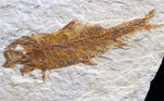 米国ワイオミング州を代表する絶滅古代魚、ナイティア（Knightia）の化石