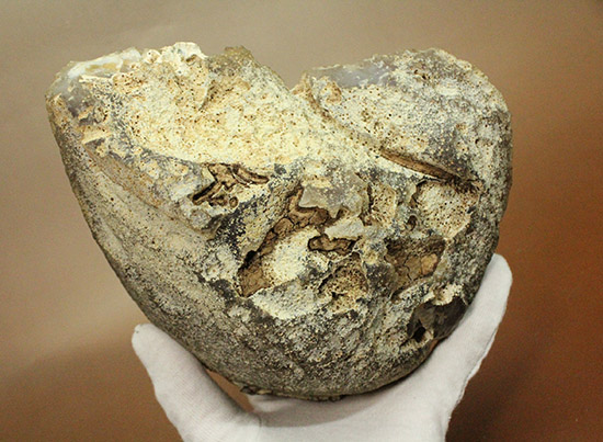 １.９キロオーバー！典型的な産状を示すブラジル産メノウの原石(Agate)（その5）