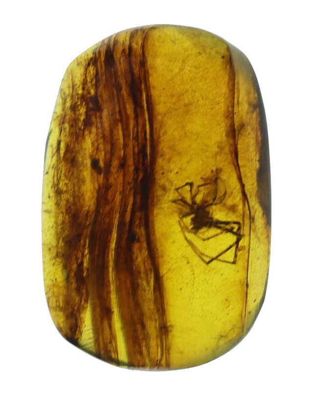 恐竜時代の琥珀!琥珀コレクター垂涎の品、蜘蛛入りのバーマイト(Burmite)(その2)