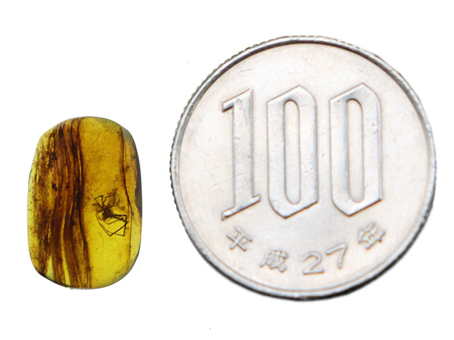 恐竜時代の琥珀!琥珀コレクター垂涎の品、蜘蛛入りのバーマイト(Burmite)(その7)