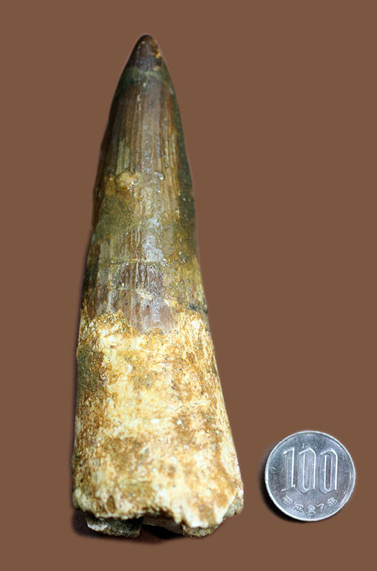 これが巨大歯化石だ！カーブ計測128mm、120g超え！スピノサウルスの巨大歯（その16）