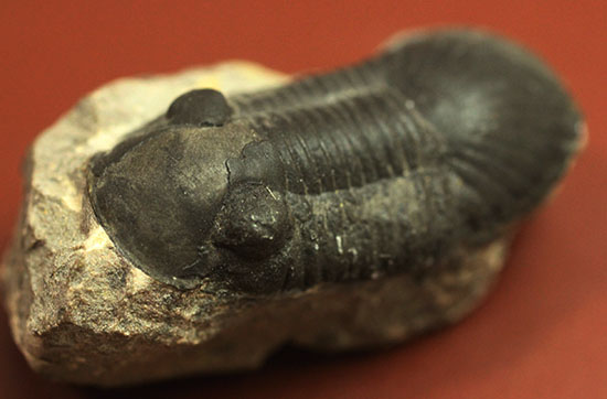 モロッコ産三葉虫パラレジュルス（paralejurus dormitze ）（その1）