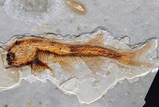 丸みを帯びた特徴的な頭部が保存された、古代の魚、リコプテラ(Lycoptera)の化石(その1)
