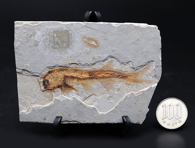 丸みを帯びた特徴的な頭部が保存された、古代の魚、リコプテラ(Lycoptera)の化石(その10)