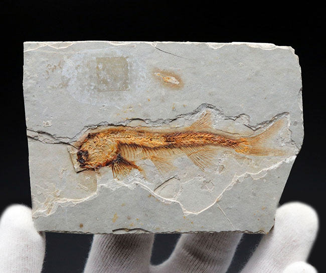丸みを帯びた特徴的な頭部が保存された、古代の魚、リコプテラ(Lycoptera)の化石(その2)