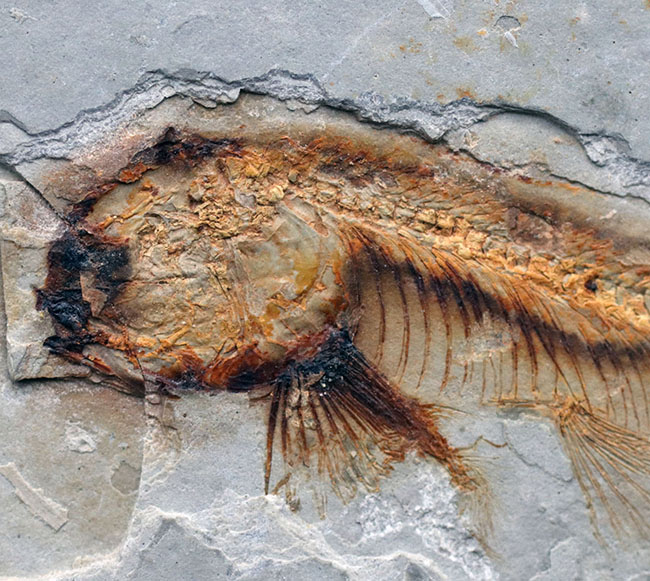 丸みを帯びた特徴的な頭部が保存された、古代の魚、リコプテラ(Lycoptera)の化石(その3)
