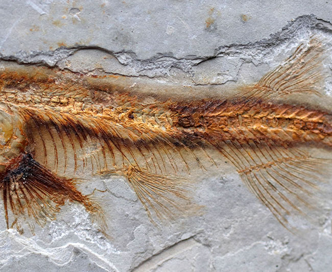 丸みを帯びた特徴的な頭部が保存された、古代の魚、リコプテラ(Lycoptera)の化石(その4)