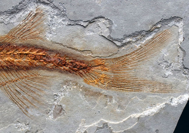 丸みを帯びた特徴的な頭部が保存された、古代の魚、リコプテラ(Lycoptera)の化石(その5)