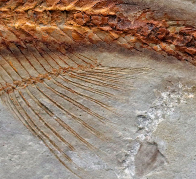 丸みを帯びた特徴的な頭部が保存された、古代の魚、リコプテラ(Lycoptera)の化石(その6)