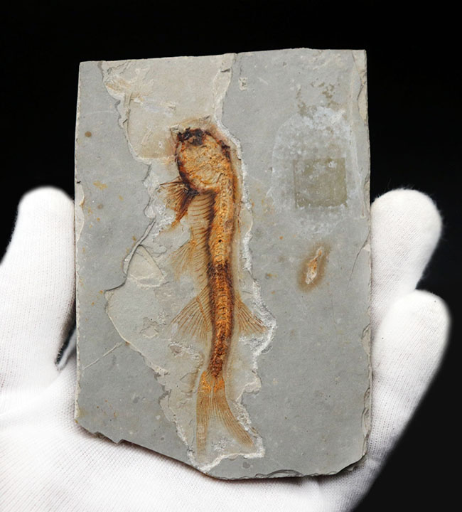 丸みを帯びた特徴的な頭部が保存された、古代の魚、リコプテラ(Lycoptera)の化石(その7)