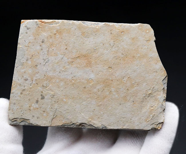 丸みを帯びた特徴的な頭部が保存された、古代の魚、リコプテラ(Lycoptera)の化石(その8)
