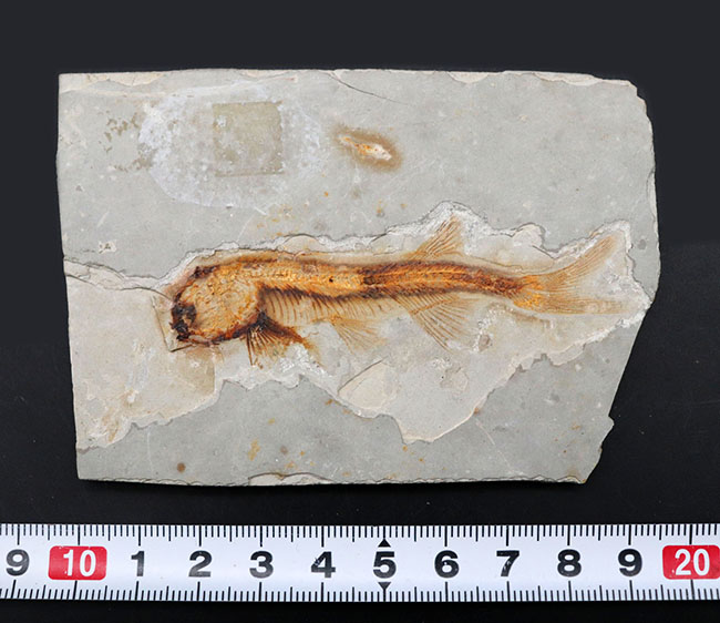 丸みを帯びた特徴的な頭部が保存された、古代の魚、リコプテラ(Lycoptera)の化石(その9)